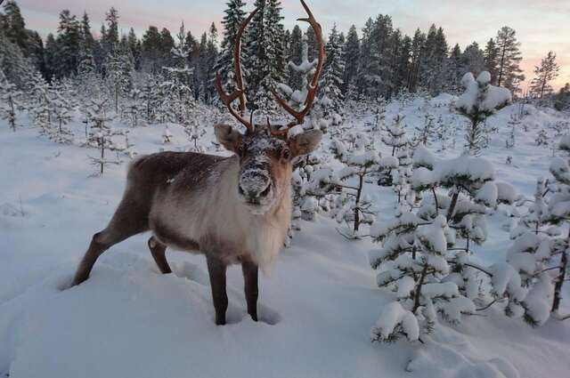 Виллы Arctic Sky Lapland Саариселькя-14