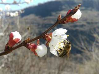 Шале ARMBEE Honey Farm Алаверди Улучшенное шале-50