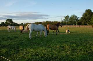 Отели типа «постель и завтрак» The Little Flock Farm Cloonmore