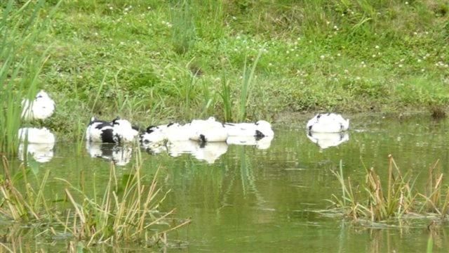 Фермерские дома Orlik Ośrodek Agroturystyczny Ocinek-44