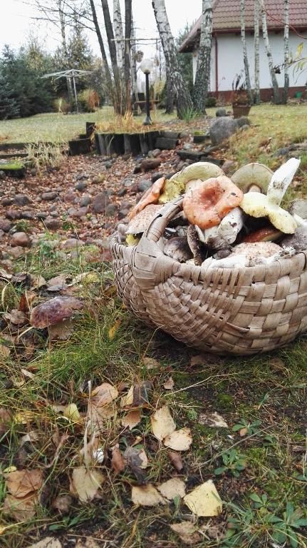 Дома для отпуска Siedlisko Gruszki Puszcza Białowieska Narewka-96