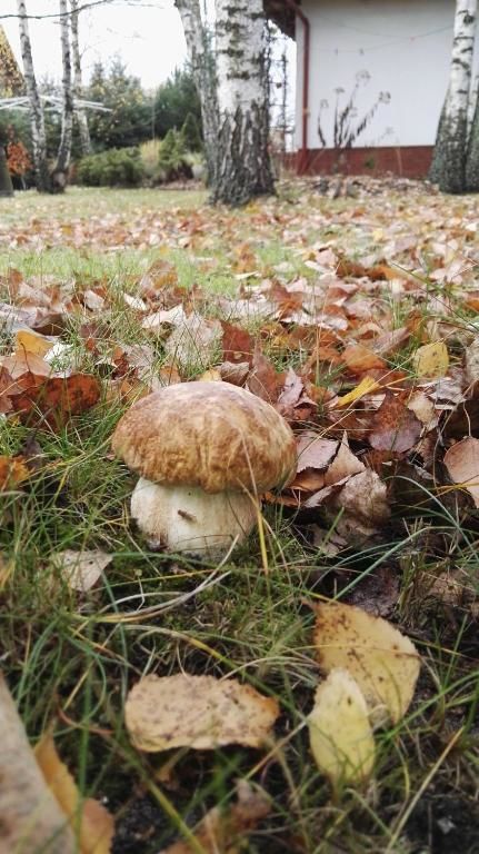 Дома для отпуска Siedlisko Gruszki Puszcza Białowieska Narewka-97