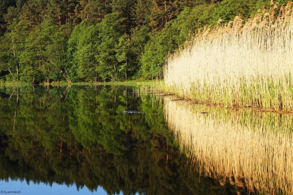 Дома для отпуска Leśna Głusza Tylkowo Пасым-38