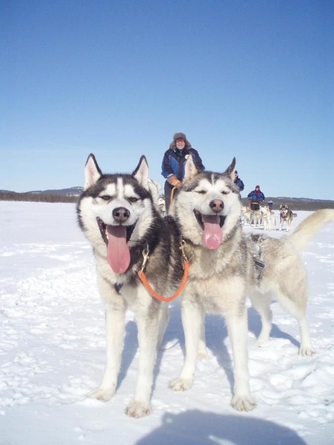 Отель Kakslauttanen Arctic Resort - Igloos and Chalets Саариселькя-28