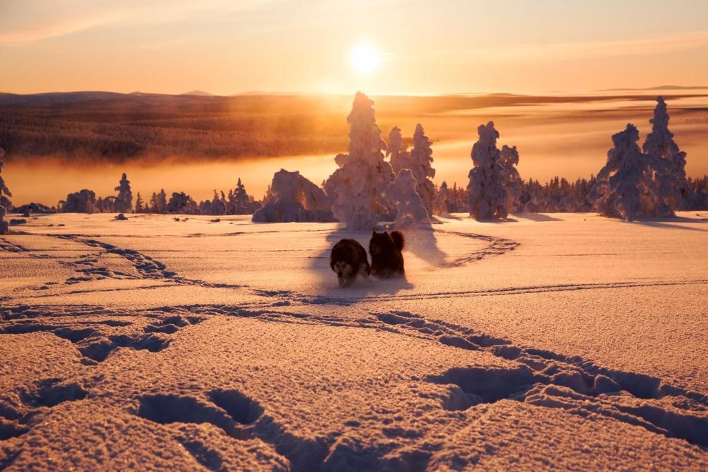 Шале Huskylodge Саариселькя-75