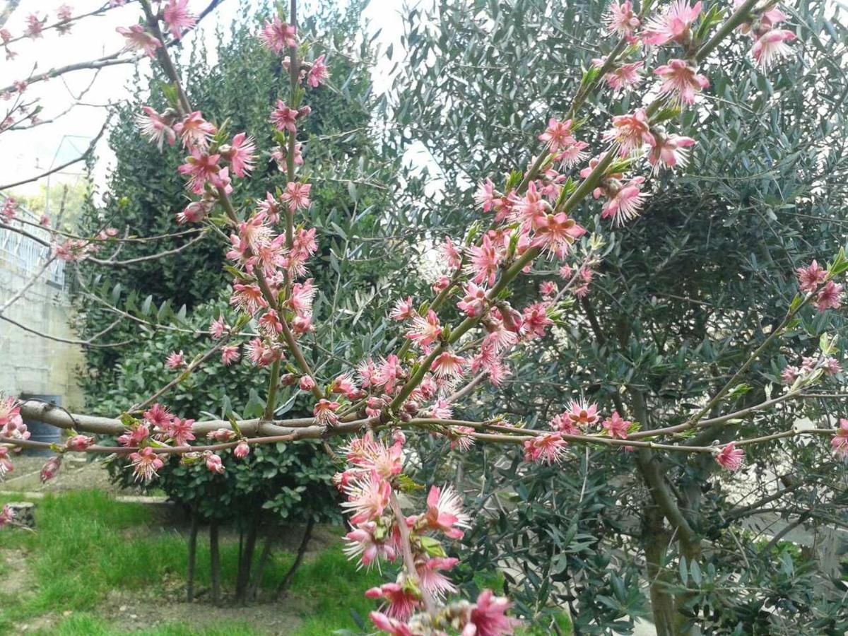 ОТЗЫВЫ Гостевой дом ЛАВРОВЫЙ САД Алупка, 1255 реальных отзывов.