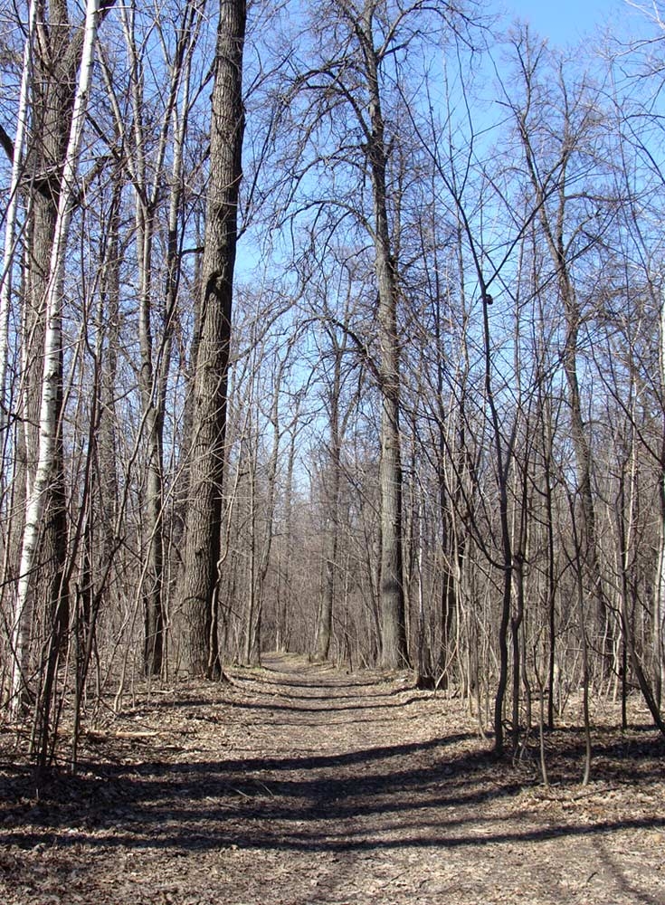 Лакреевский лес