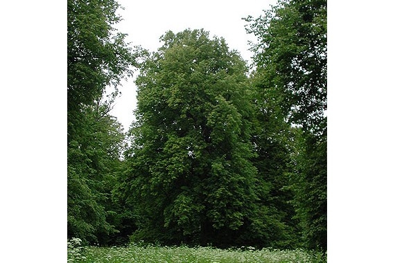 Усадьба Рай