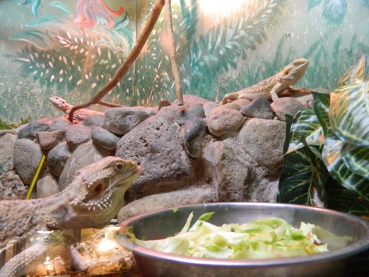 Смоленский зооэкзотариум