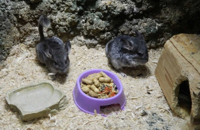 Смоленский зооэкзотариум