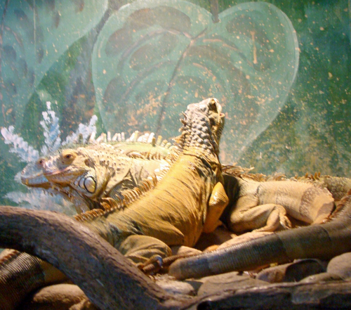 Смоленский зооэкзотариум