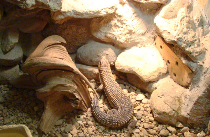 Смоленский зооэкзотариум