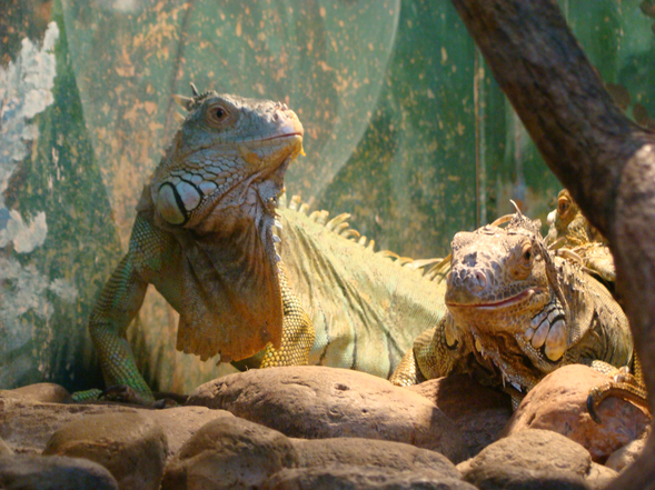 Смоленский зооэкзотариум