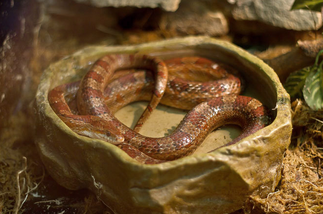 Смоленский зооэкзотариум