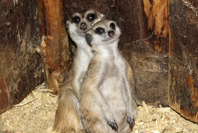 Смоленский зооэкзотариум