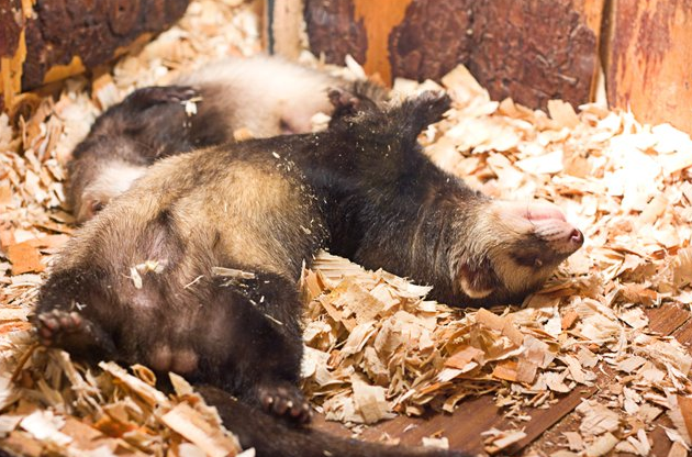 Смоленский зооэкзотариум