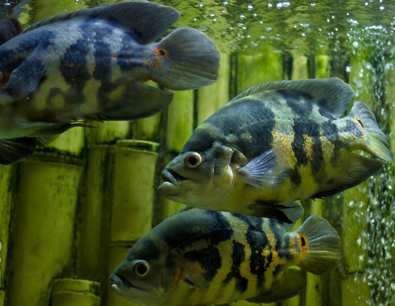 Смоленский зооэкзотариум