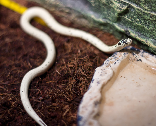 Смоленский зооэкзотариум