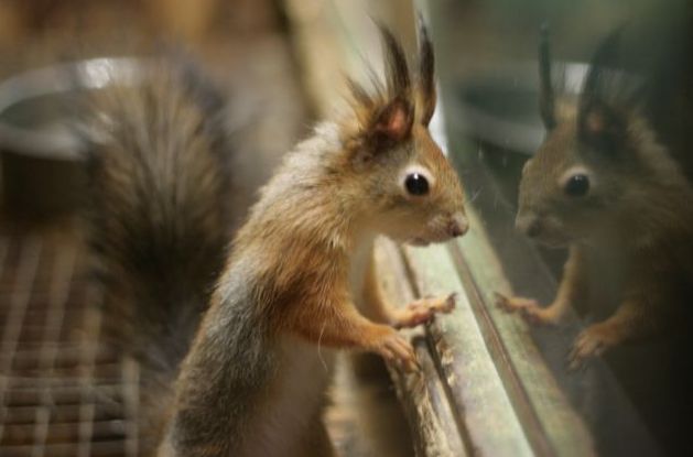 Смоленский зооэкзотариум