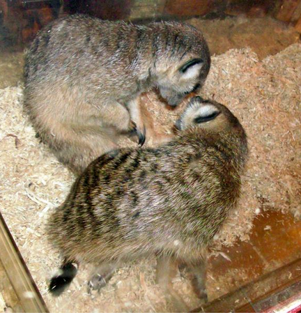 Смоленский зооэкзотариум