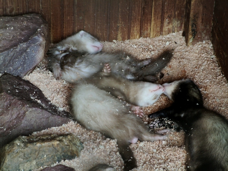 Зоопарк «Лимпопо»