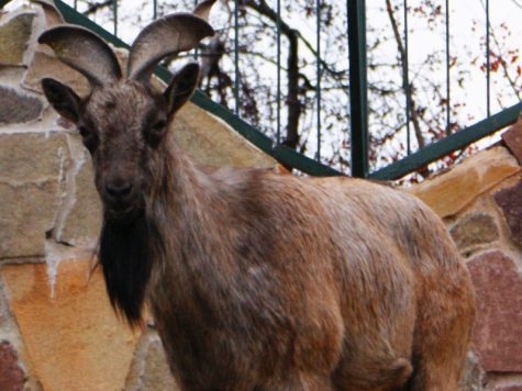 Зоопарк «Лимпопо»