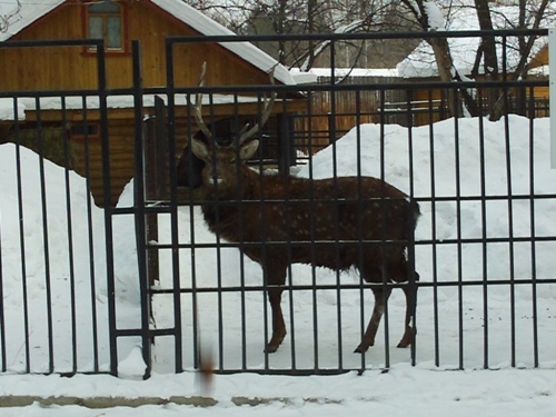 Зоопарк «Лимпопо»