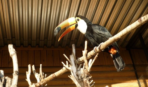 Зоопарк «Лимпопо»