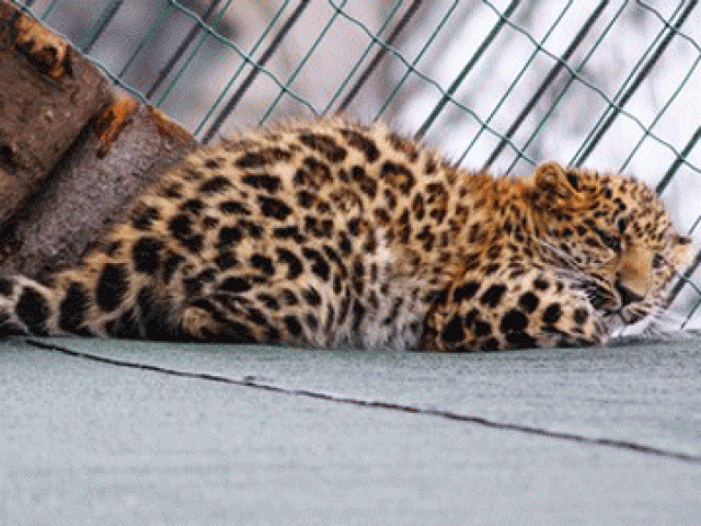 Зоопарк «Лимпопо»