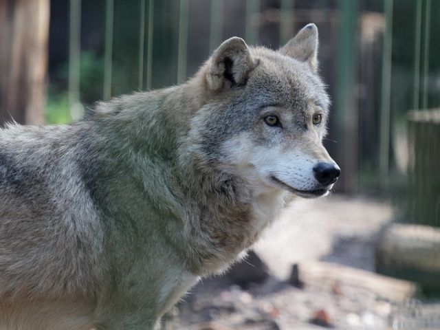 Зоопарк «Лимпопо»