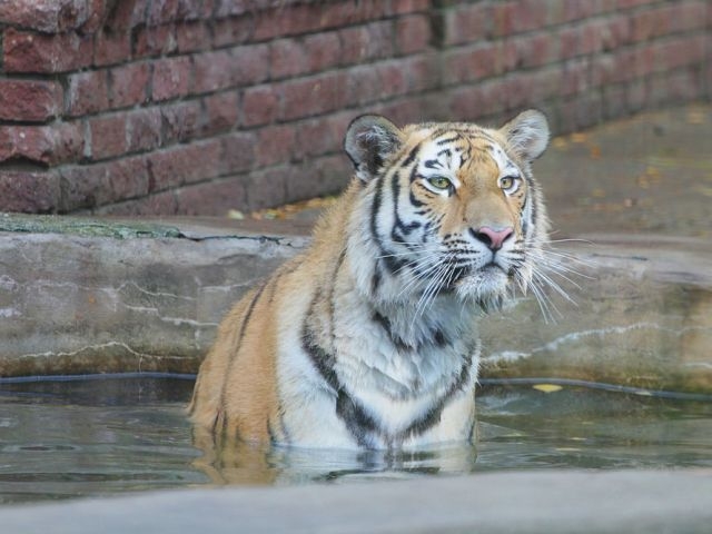 Зоопарк «Лимпопо»