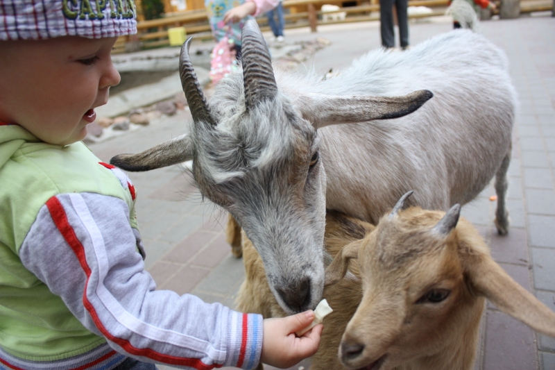 Зоопарк «Лимпопо»