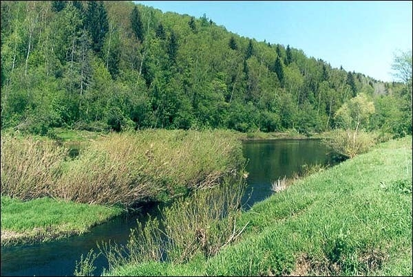 Калужский бор Калуга
