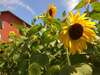 Гостевой дом Guest House Sunflowers Поморие-4