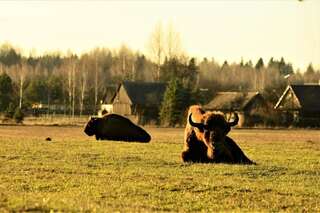 Дома для отпуска Białowieski Dworek Беловеж Дом с 3 спальнями-72