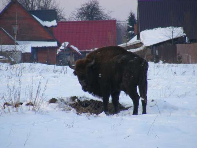 Проживание в семье Olsik Беловеж-33