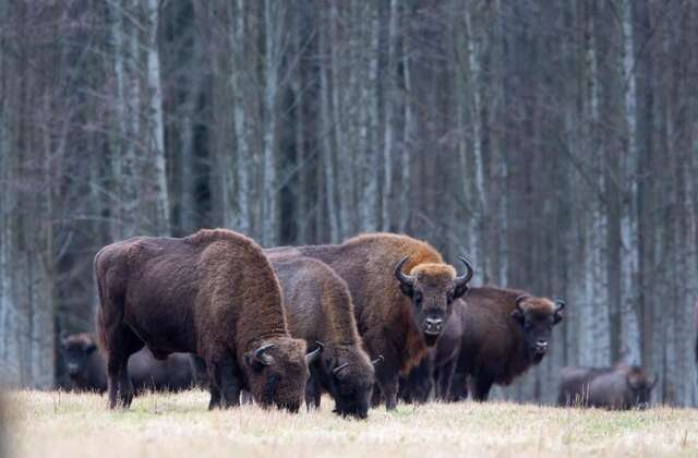 Проживание в семье Białowieski Raj Białowieża-16