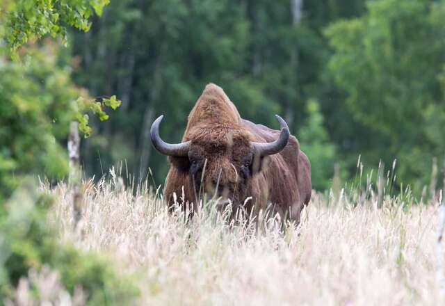 Проживание в семье Białowieski Raj Białowieża-17