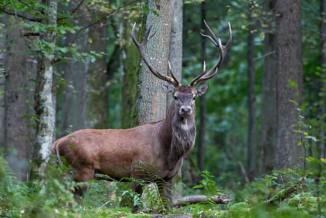 Проживание в семье Białowieski Raj Białowieża-32