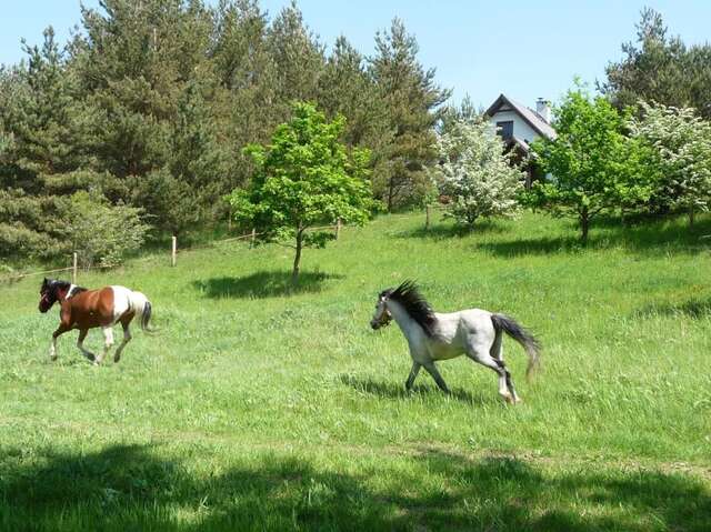 Дома для отпуска Eco-farm Forest Tranquillity Sulicice-15