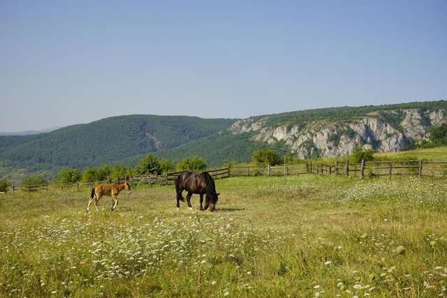 Фермерские дома Pensiunea Cheile Apusenilor Sănduleşti-44