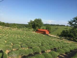 Отели типа «постель и завтрак» Rose Hip Hill Farm Valea Tîrnei Четырехместный номер с видом на горы-7