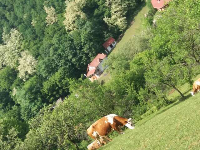 Дома для отпуска Casă de vacanţă Pianu de Sus-10