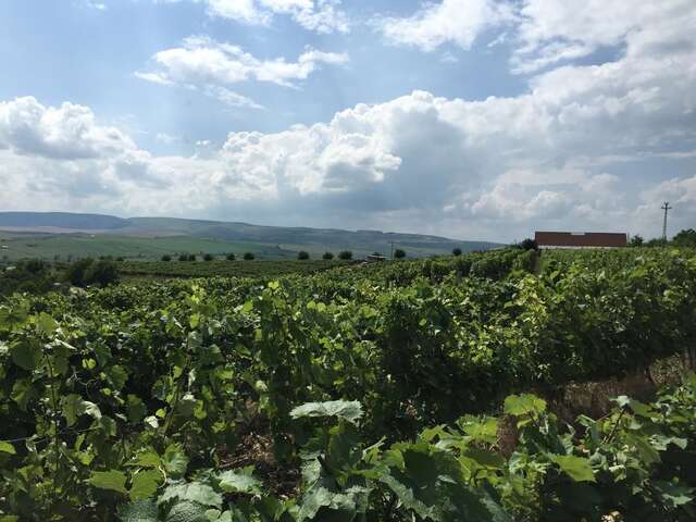 Отели типа «постель и завтрак» Wineyards Salin Турда-3