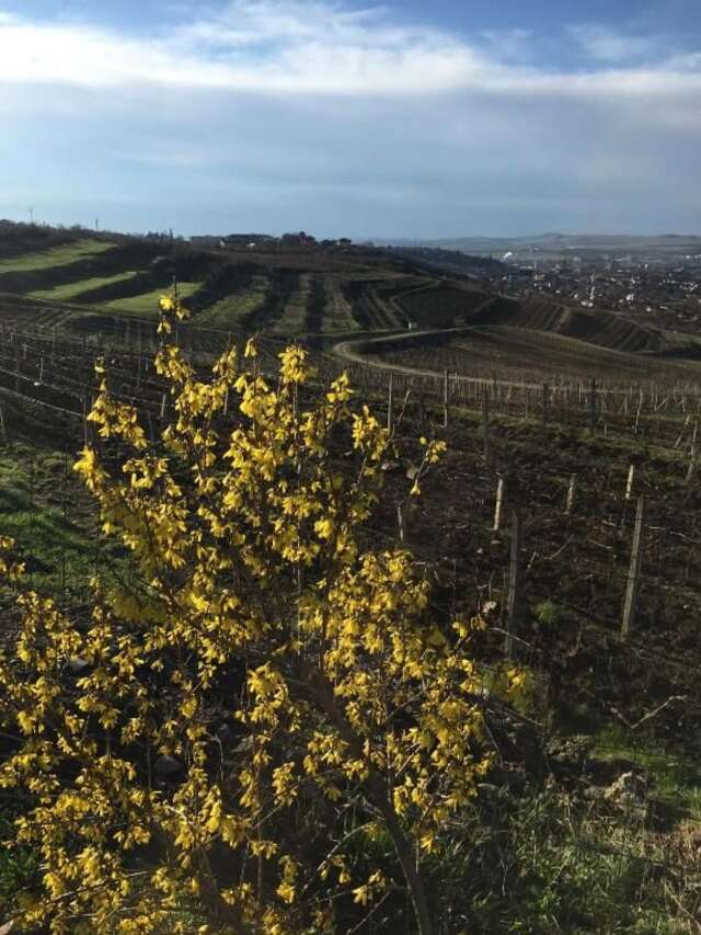 Отели типа «постель и завтрак» Wineyards Salin Турда-61