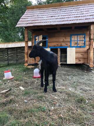 Дома для отпуска Casa Păpădie - Poiana Creasta Cocoșului Breb Дом для отпуска-36