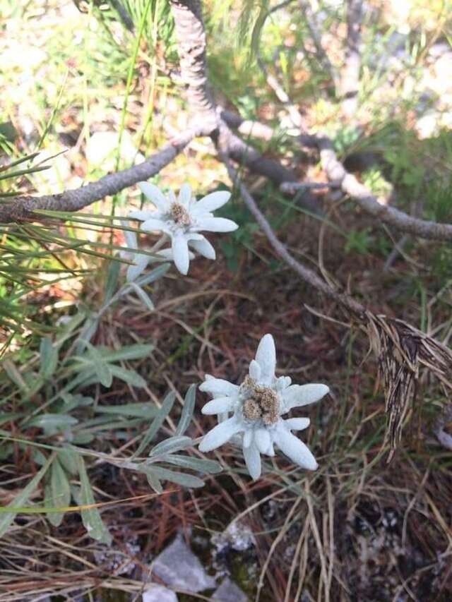 Проживание в семье Căsuța din pădure de la Câmpu lui Neag Cîmpu lui Neag-34