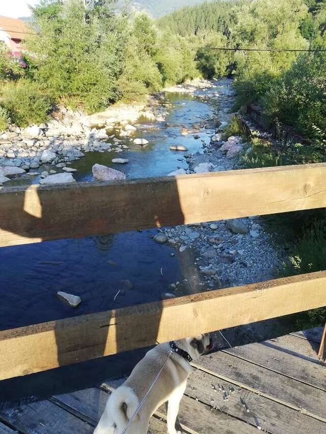 Проживание в семье Căsuța din pădure de la Câmpu lui Neag Cîmpu lui Neag-39