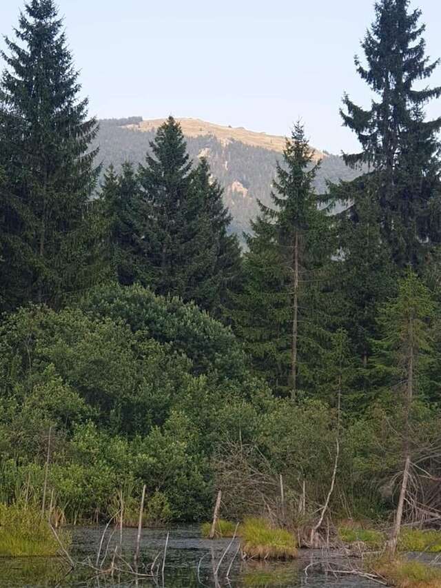 Проживание в семье Căsuța din pădure de la Câmpu lui Neag Cîmpu lui Neag-43