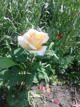 Фото  Guest House Tadi город Степанцминда (15)